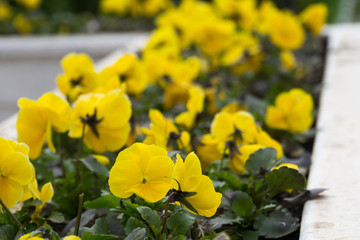 Bright Yellow Petunias