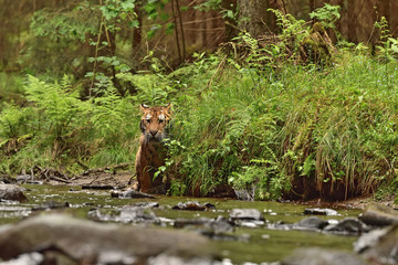 The Siberian tiger (Amur tiger - Panthera tigris altaica) in his natural environment in the river...