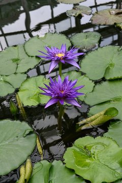 熱帯スイレン "ティナ"  Nymphaea Tina