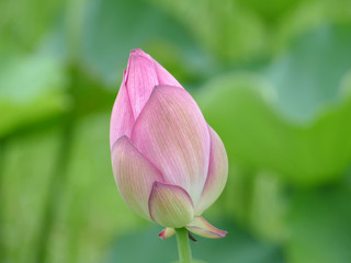 ハスのつぼみ　藤壺蓮