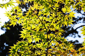 京都のもみじ