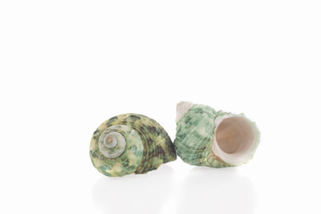 Sea shell on white background