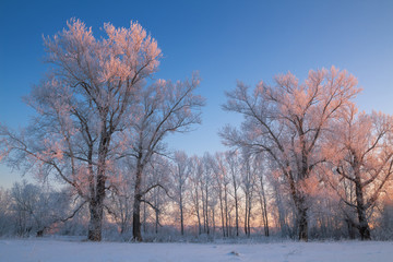 Obraz na płótnie Canvas small poplar grove frosty winter evening