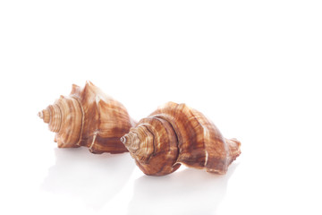 Sea shell on white background