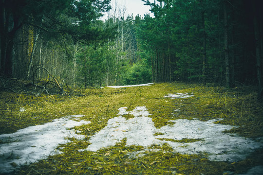 Fototapeta Little Spruce Trees Retro