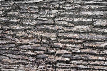 Tree bark texture.