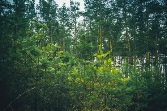 Fototapeta Little Spruce Trees Retro