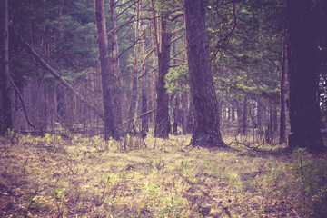 Morning Pine Forest Retro