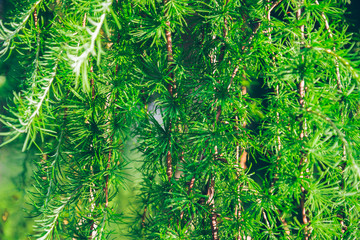 needles tree close up