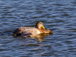 Drake tramples the duck in the water.