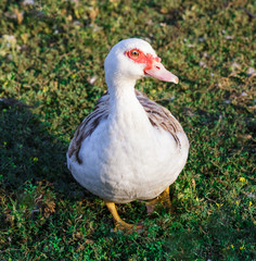 A duck standing on a green grass.