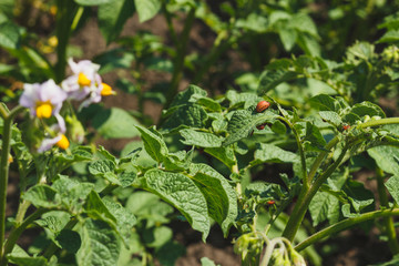 Green shrubs of potato on the field