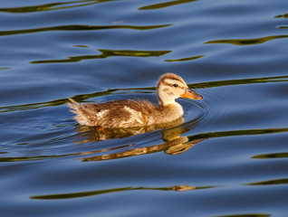 Duckling swimming in the lake.