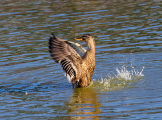 A duck flapping his wings on the water.