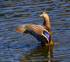 A duck flapping his wings on the water.