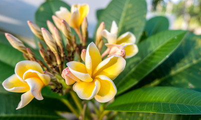 White and yellow plumeria.