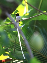 Asian Paradise Flycatcher, Terpsiphone paradisi,  male, jungle
