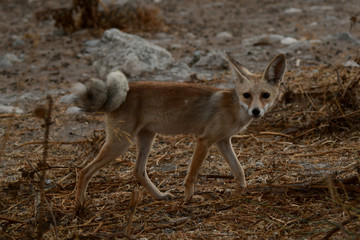 fox