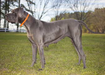 Posing Great Dane