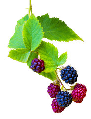 Bunch of blackberries. blackberry with leaf isolated on a white background closeup