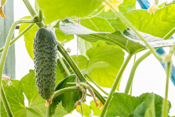Cucumbers in the vegetable garden.