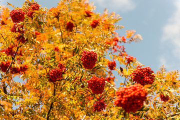 Rowan in autumn