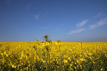 gelbes Rapsfeld mit blauem Himmel