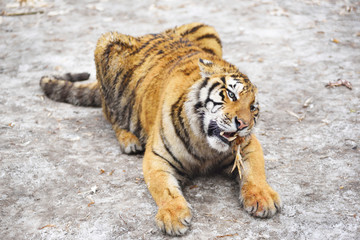 Fototapeta na wymiar Siberian tiger preying.