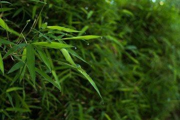 Bamboo leaves background.