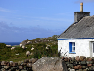 Sheep Graze Beside a Crofter's Cottage on the Atlantic Coast of the Isle of Iona, Scotland © Mollie
