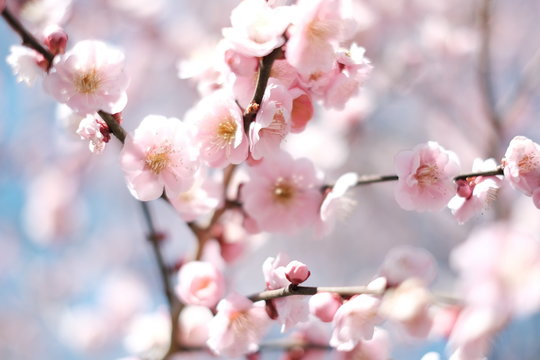 plum blossoms in Kairakuen Mito Japan