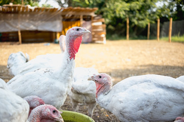 White turkeys on the farm