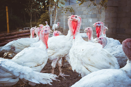 White turkeys on the farm