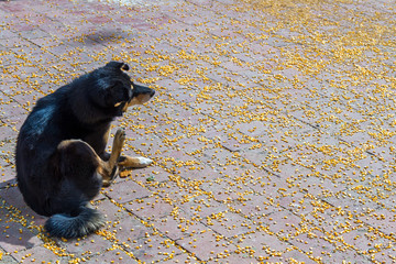 Black Dog with scattered Maize