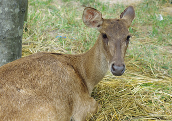 Deer sitting in the Zoo Thailand
