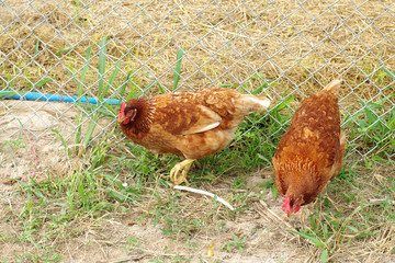 Chicken in the farm