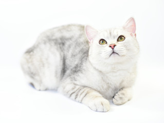 Lovely cat with gray-white hair