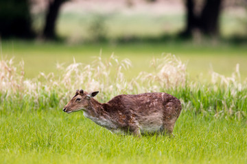 Damhirsch (Dama dama) auf einer Wiese im Naturschutzgebiet Mönchbruch bei Mörfelden in Hessen,...