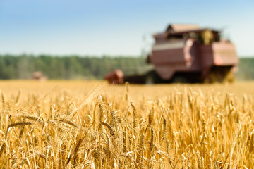 selective focus on golden ripe wheat. Agriculture machine harvesting field. Agriculture and farming concept