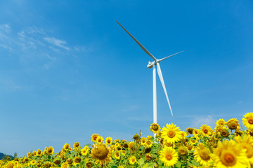 Wind turbines standing in sunflower field over a deep blue sky. Renewable energy ecological concept