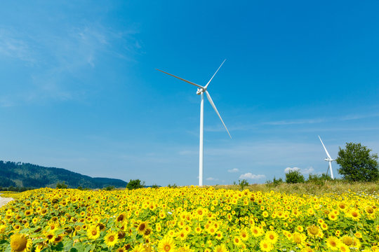 Wind turbines standing in sunflower field over a deep blue sky. Renewable energy ecological concept - Powered by Adobe