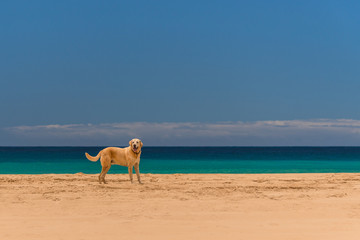 Fototapeta na wymiar Beach Dog
