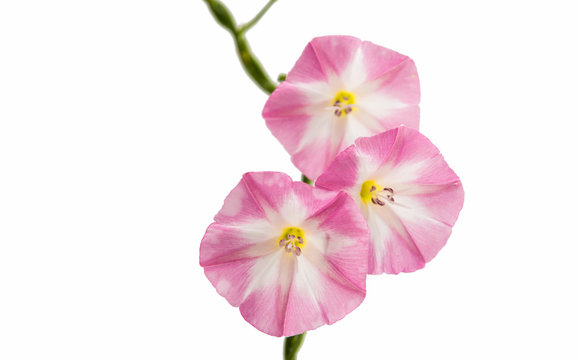 Flower Bindweed Isolated