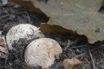 Phallus impudicus (common stinkhorn)