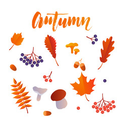 Obraz premium Autumn leaf fall vector poster of maple oak acorn