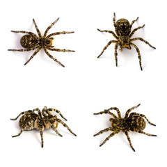 Photo of Lycosa singoriensis, black hair tarantulas isolated on white background
