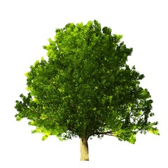 Tree isolated on white background for print and design.