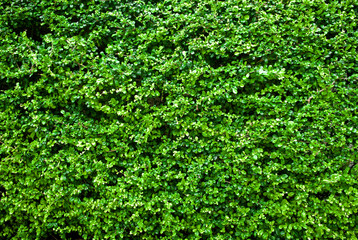 Light green leaves wall background. Close up.