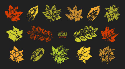 Vector set of colorful autumn leaves, colored maple. Elements for design, grunge style.