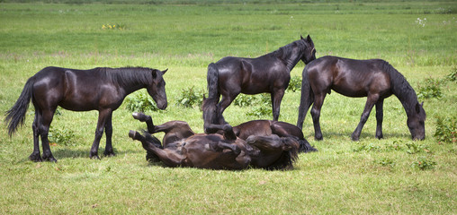 young brown horses in dutch meadow near utrecht in holland